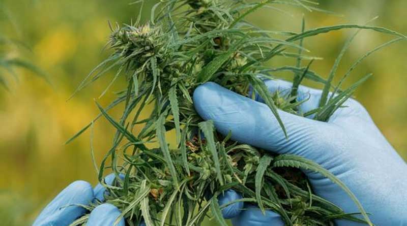 What’s Wrong With My Cannabis Plants?! Five Common Pathogen Symptoms and What They Mean