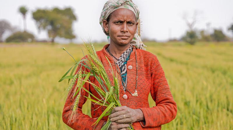 Economic Survey 2024: The Upside and Downside of India's Agriculture Sector