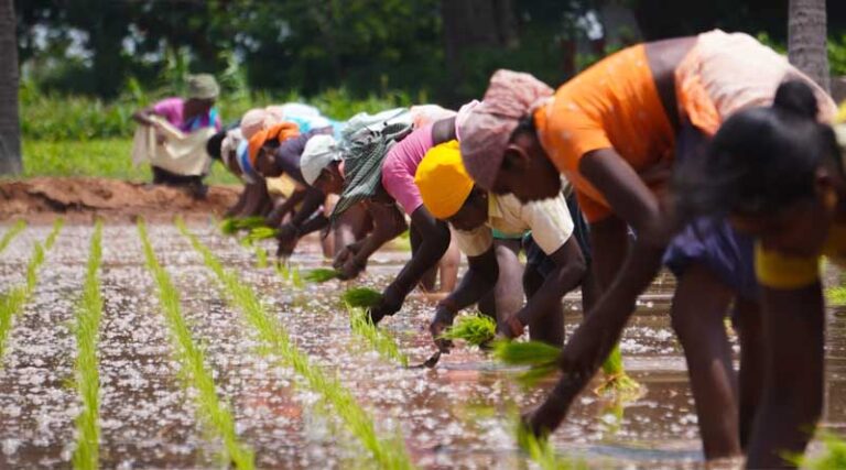 Pillars of India's Digital Agriculture: Empowering Farmers with Technology