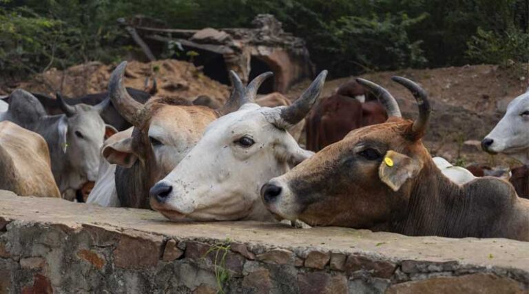 India's Cow Shelters Running in Losses, 82% of Their Income Comes From Donations: Niti Aayog