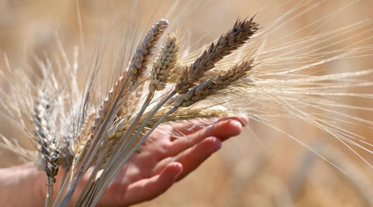 FAO Food Price Index Dips Slightly in August