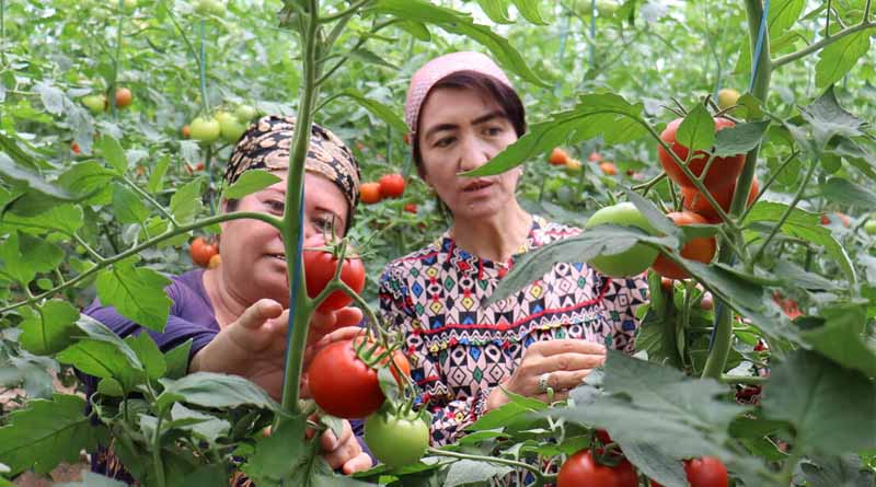 Private-public Partnerships Are Key to Agrifood Systems Transformation