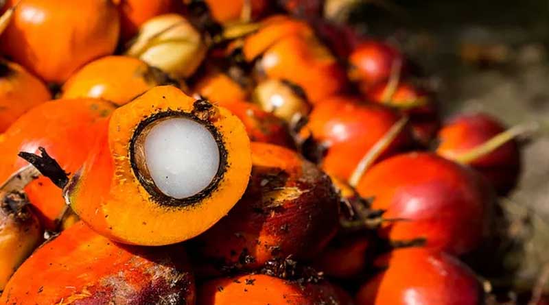 Over 17 Lakh Saplings Planted during Mega Oil Palm Plantation Drive 2024 Benefiting 10,000 Farmers under National Mission on Edible Oil-OilPalm
