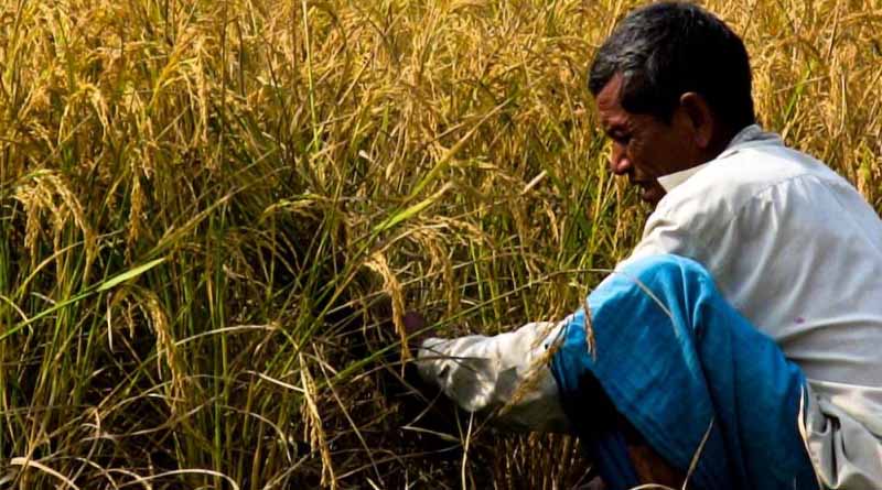 Bangladeshi Rice Farmers' Preferences Can Help Guide Future Design and Implementation of Seed Initiatives for Agricultural Development
