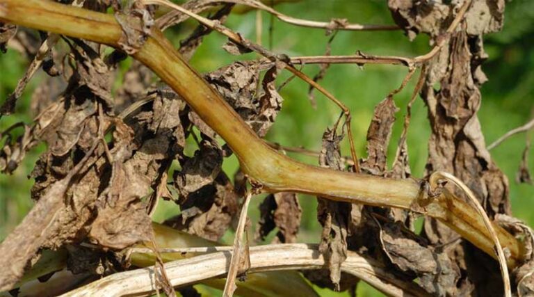 Eurofins Trials Show Strength of Mandipropamid in Programmes