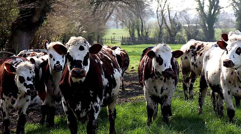 Report Recommends “Highly Ambitious Enterprise” to Create Word-leading UK Microbiome Biobank