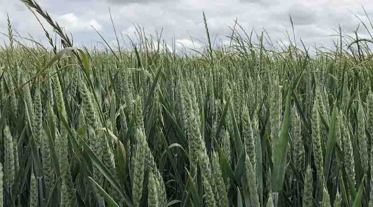 Sequence or Stack Strategy for Grass Weed Control