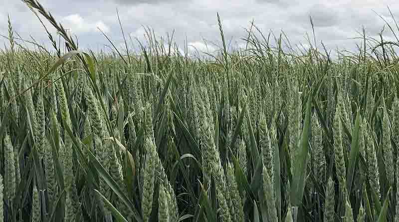 Sequence or Stack Strategy for Grass Weed Control