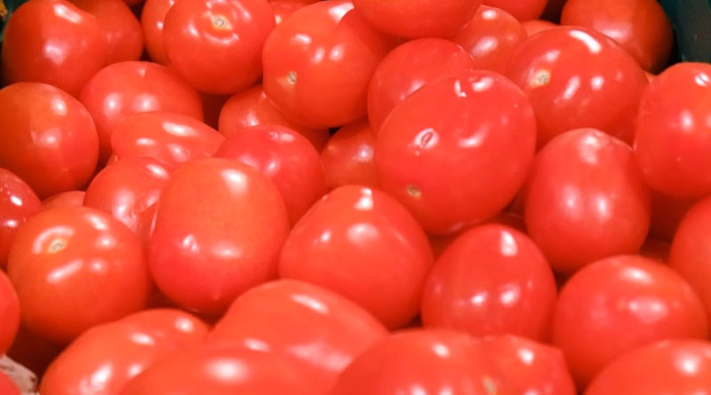 Progressive Indian Grower and Innovative Tomato Variety Are Winning Combination