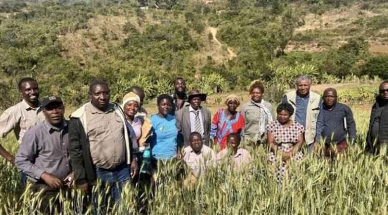 The Promise of Summer Wheat in Zimbabwe