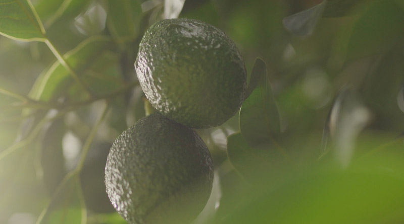 Avocado Farm Tackling Key Diseases and Achieving Exceptional Fruit Quality With Serenade Prime