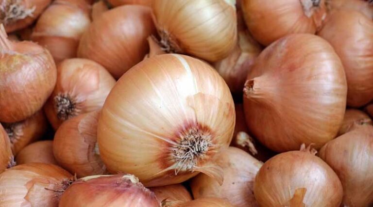 Government's Major Decision on Onion Exports: Minimum Export Price Requirement Removed