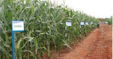 Genetically Modified Crops May Be a Solution to Hunger