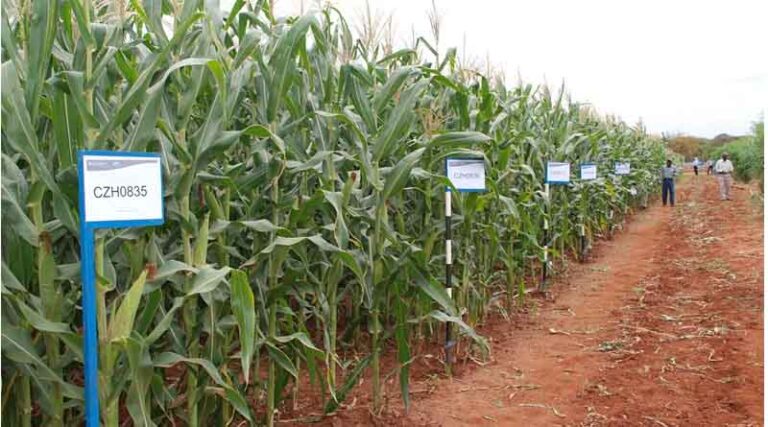Genetically Modified Crops May Be a Solution to Hunger