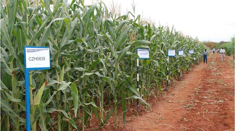 Genetically Modified Crops May Be a Solution to Hunger