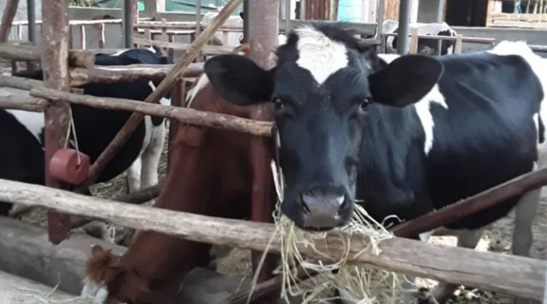 CABI Study Leads to Assessment of Kenya’s Dairy and Beef Sectors and Opportunities for US Investment