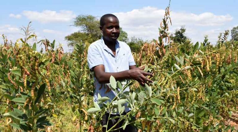 Machakos Farmer Reaps Prosperity With New Pigeon Pea Variety