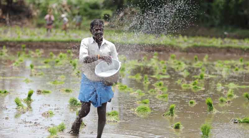 India to Distribute Only Fortified Rice Nationwide Until 2028