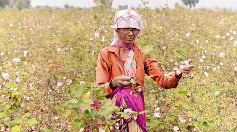 The Journey of Bt Cotton in India: A Historical Overview and its Impact on Agriculture