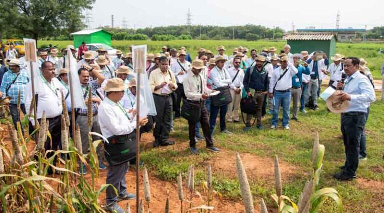 Biofortified Forage, Summer Pearl Millet, and Multi-Trait Cultivars Lead Discussions at Pearl Millet Scientists' Field Day