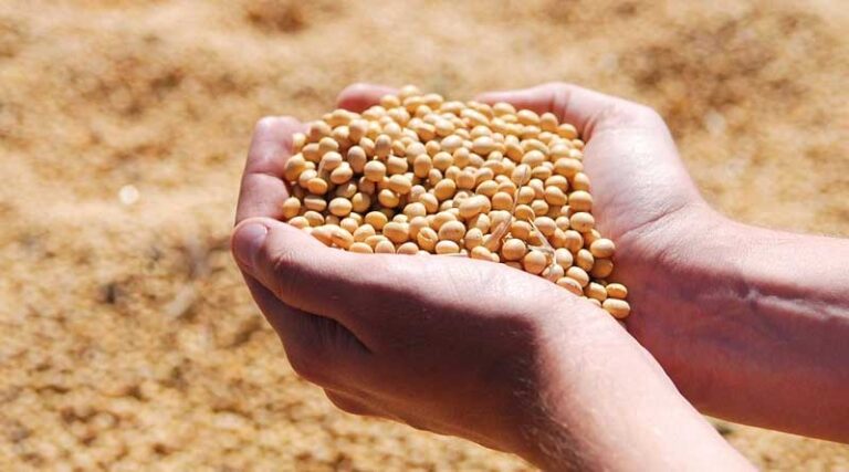 Predicting October 2024 Soybean Prices: A Data-Driven Approach for Madhya Pradesh