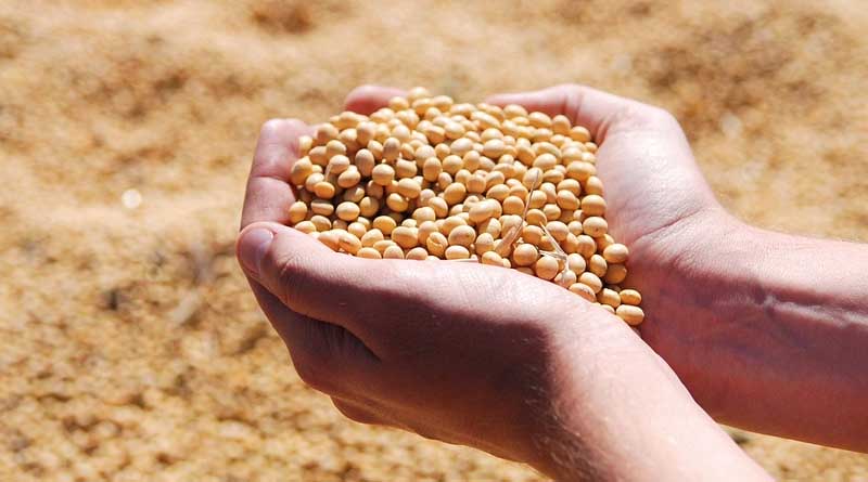 Predicting October 2024 Soybean Prices: A Data-Driven Approach for Madhya Pradesh