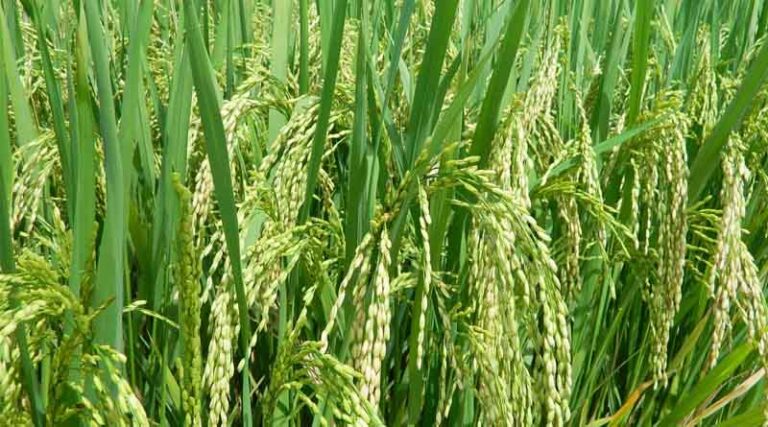 Punjab’s Paddy Procurement Begins Smoothly for KMS 2024-25