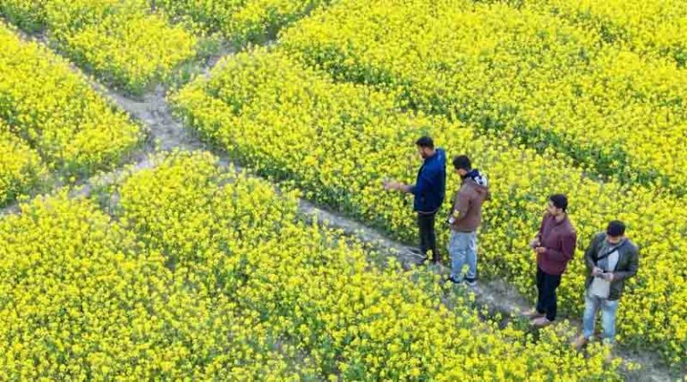 Record Hike in MSP for Rabi Crops to Benefit Farmers in 2025-26 Season