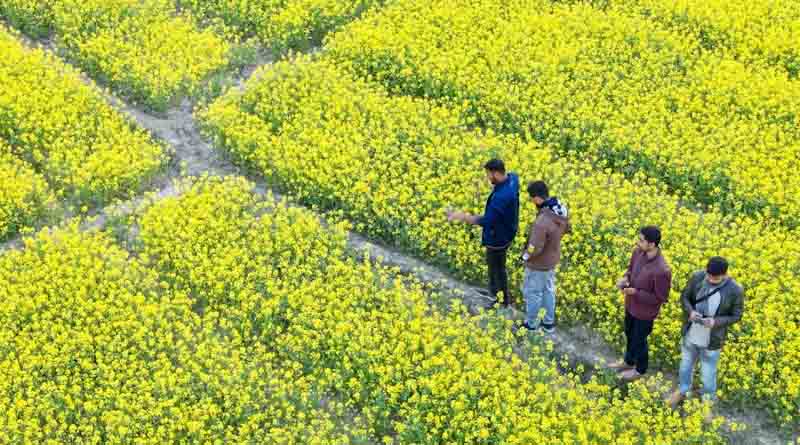 Record Hike in MSP for Rabi Crops to Benefit Farmers in 2025-26 Season