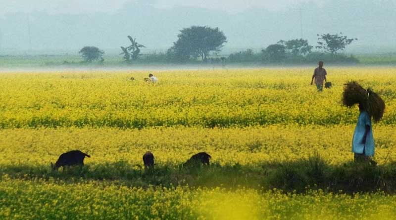 Farmers Applaud Government’s Record MSP Hike for Wheat, Lentils, and Mustard