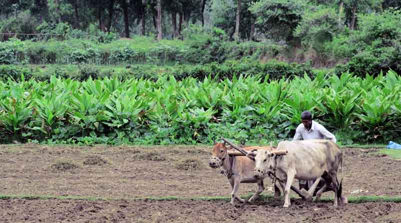 MSP Hike: Ensuring Fair Prices for Farmers, But More Needs to be Done