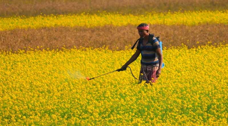 Which Crops Should Farmers Target in Rabi 2024 for Maximum Profit Based on MSP Increase?