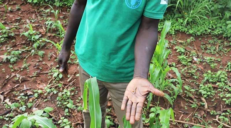 Climate Change-induced Pests Remain Major ‘bottleneck’ To Agricultural Productivity And Food Security In South Sudan
