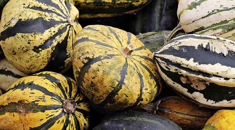 FAO Helps Foster New Food Frontiers With African Orphan Crops