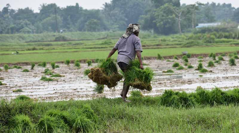 Boosting India's Rice Yields: A Data-driven Approach To Sustainable Agriculture