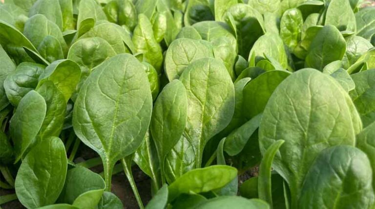 Working Together for Sustainable Seed Production