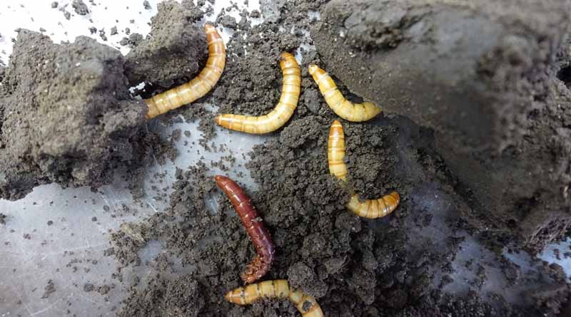 New Edition Of Book On Entomopathogenic Nematodes Is A ‘must Have Read’ For Pest Management Professionals