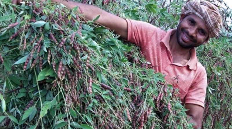 ICARDA And The Department Of Agriculture & Farmers’ Empowerment, Odisha, Collaborate To Implement The Intensive Agriculture Program For Revitalizing Forgotten Crops And Improving Livelihoods