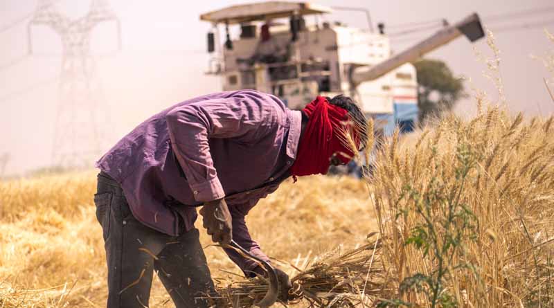 Rabi Campaign 2024: India Eyes 341.55 Million Tonnes in Foodgrain Production-Here’s What You Need to Know