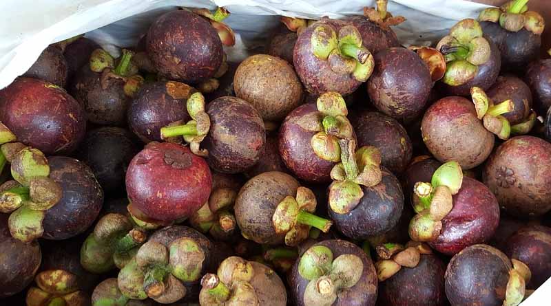 India’s Mangosteen Boom: How Farmers are Cashing in on the World’s Most Valuable Fruit
