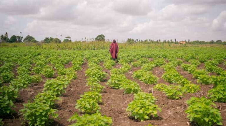 Green Climate Fund Approves Funding Worth Over $130 Million For FAO-LED Projects In Somalia And Iraq