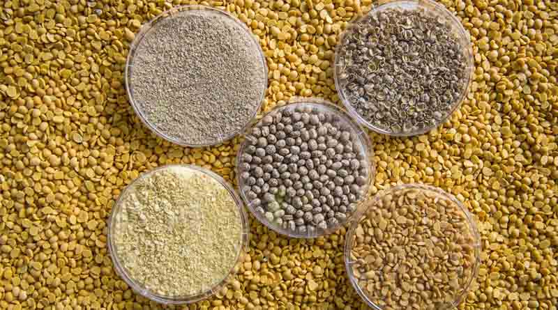 Pulse Protein Research To Meet Global Demand