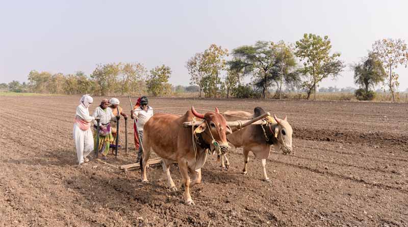 2024 Kharif Season Crop Analysis: Soybean, Paddy, Cotton, and More – Full Breakdown