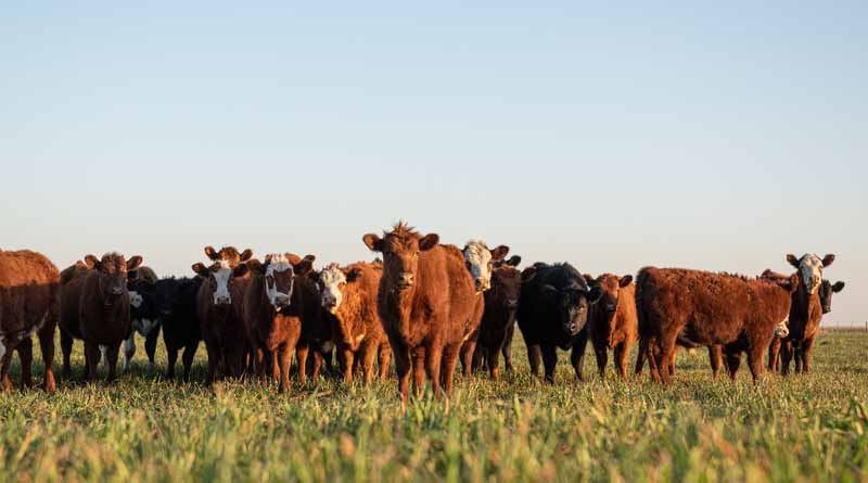 FDA Should Require Labels for Animal-Derived Products, Petition Says