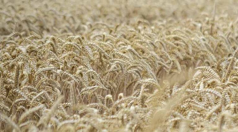 Ministry of Agriculture and Farmers’ Welfare and IRRI to Organize 13th National Seed Congress From 28-30 November