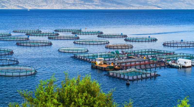 Victory! Court Holds Unlawful Federal Government Decision That Greenlit Industrial Fish Farming in Ocean Waters