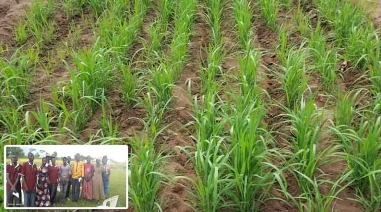 Collaboration In Action: Enhancing Rice Productivity In Uganda