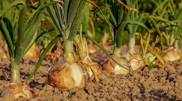 Farmers’ Struggle with Fluctuating Prices: A Look at Onion, Potato, and Tomato Markets