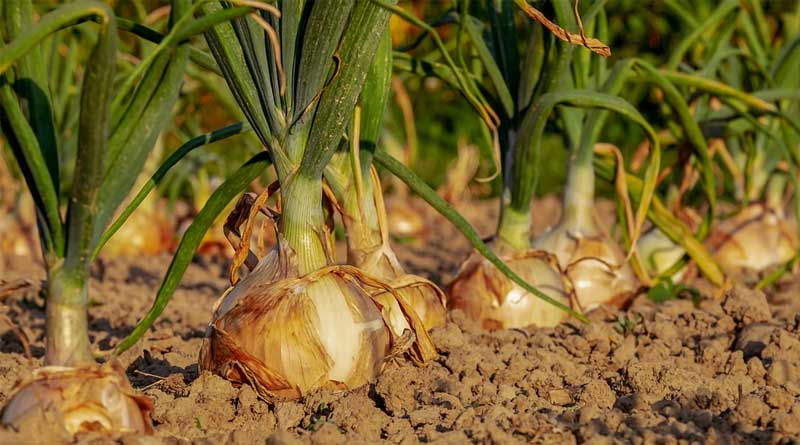 Farmers’ Struggle with Fluctuating Prices: A Look at Onion, Potato, and Tomato Markets