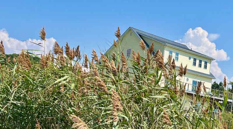 Collaboration Needed to Stop Invasive Weeds that Fuel Wildfires and Environmental Degradation
